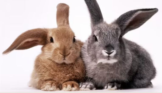 Bunny vs Rabbit: What’s the Difference Between a Bunny and a Rabbit?