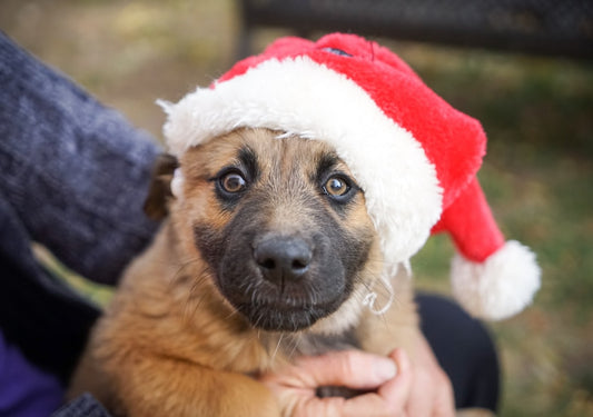 Puppy with a santa hat on