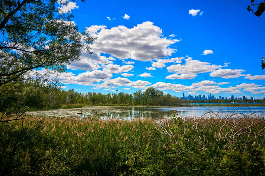 “Accidental Wilderness”: How a Canadian Garbage Dump Became a Wildlife Refuge
