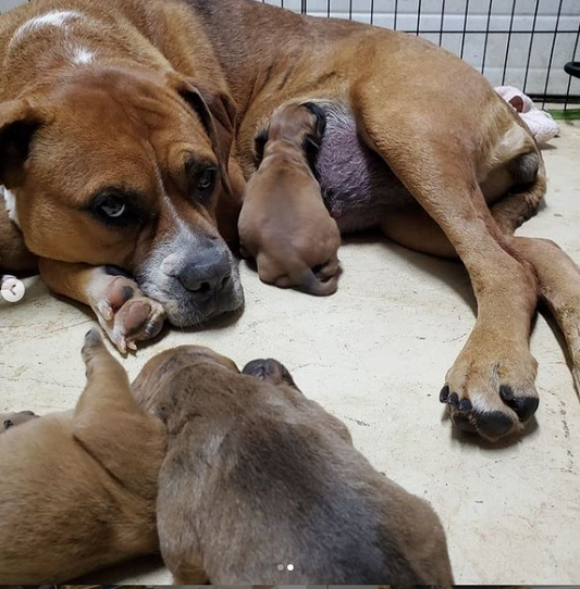 Top Dog Friendly Patios, Cafes and Breweries In and Around Toronto