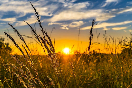 Summer Solstice 2022: The First Day of Summer