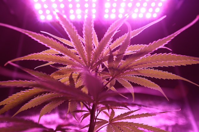 Happy 4th Cannabis Legalization Anniversary