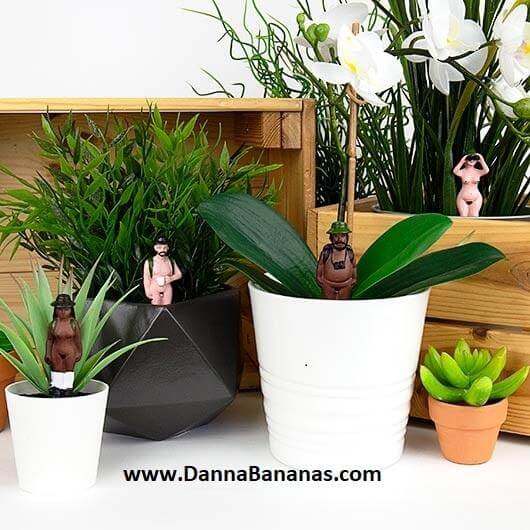 Mini Plant Pot Naked Ramblers Plants Picture