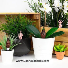 Mini Plant Pot Naked Ramblers Plants Picture